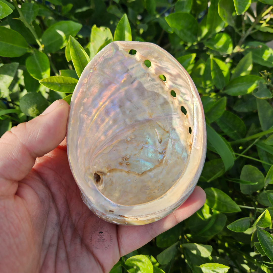 Abalone Shell | Sage Holder | Crystal Storage