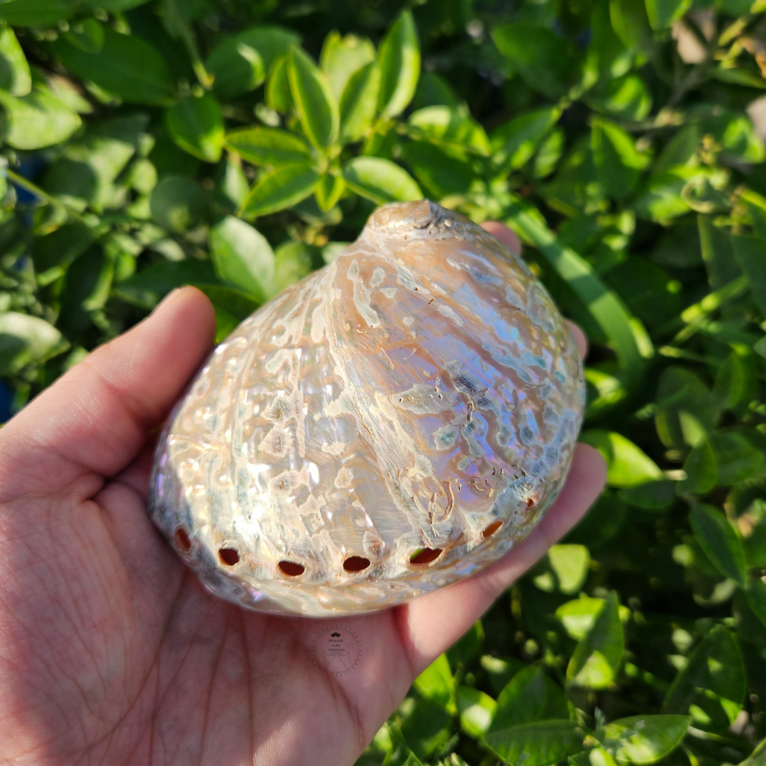 Abalone Shell | Sage Holder | Crystal Storage