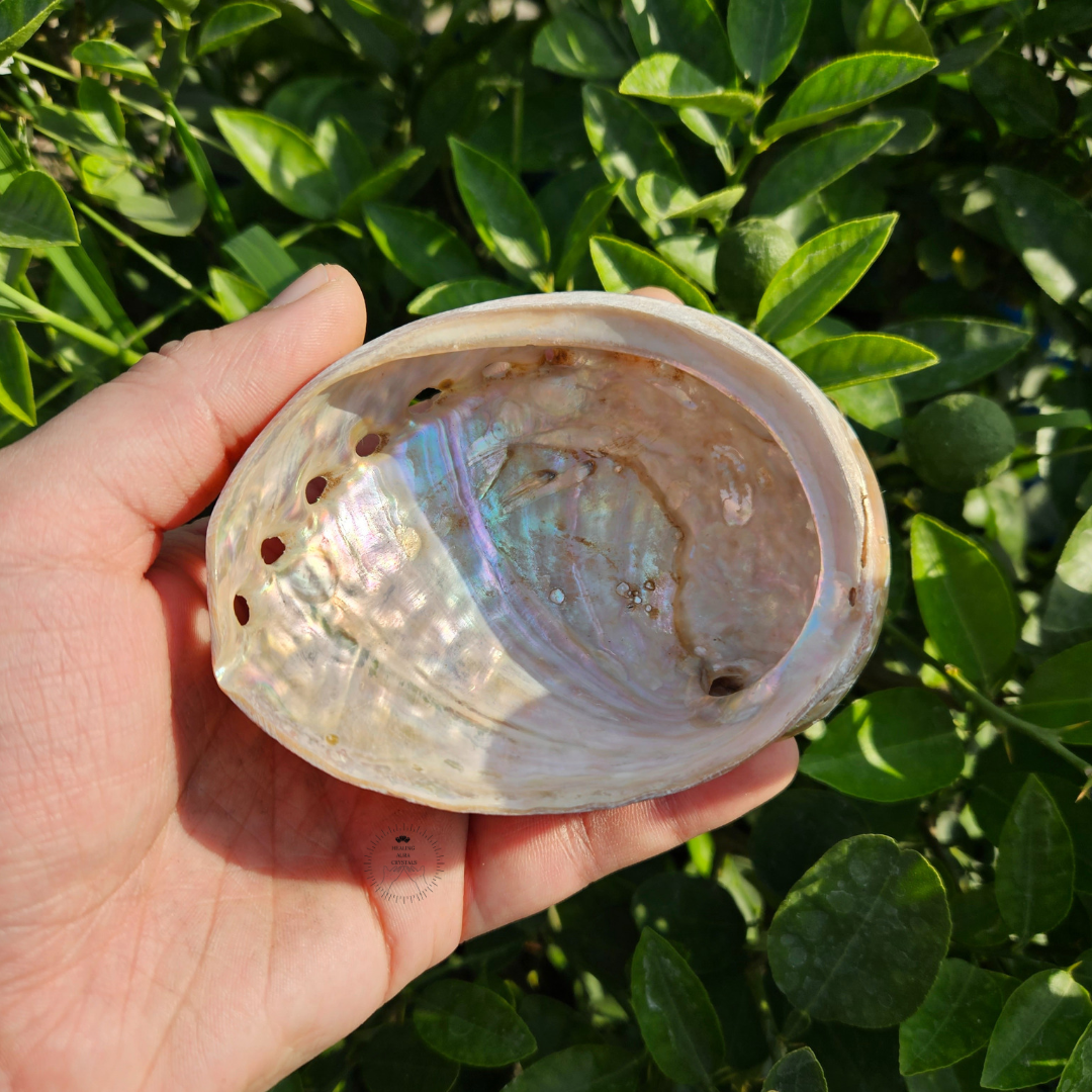 Abalone Shell | Sage Holder | Crystal Storage