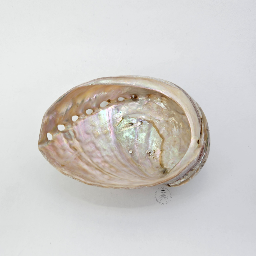 Abalone Shell | Sage Holder | Crystal Storage