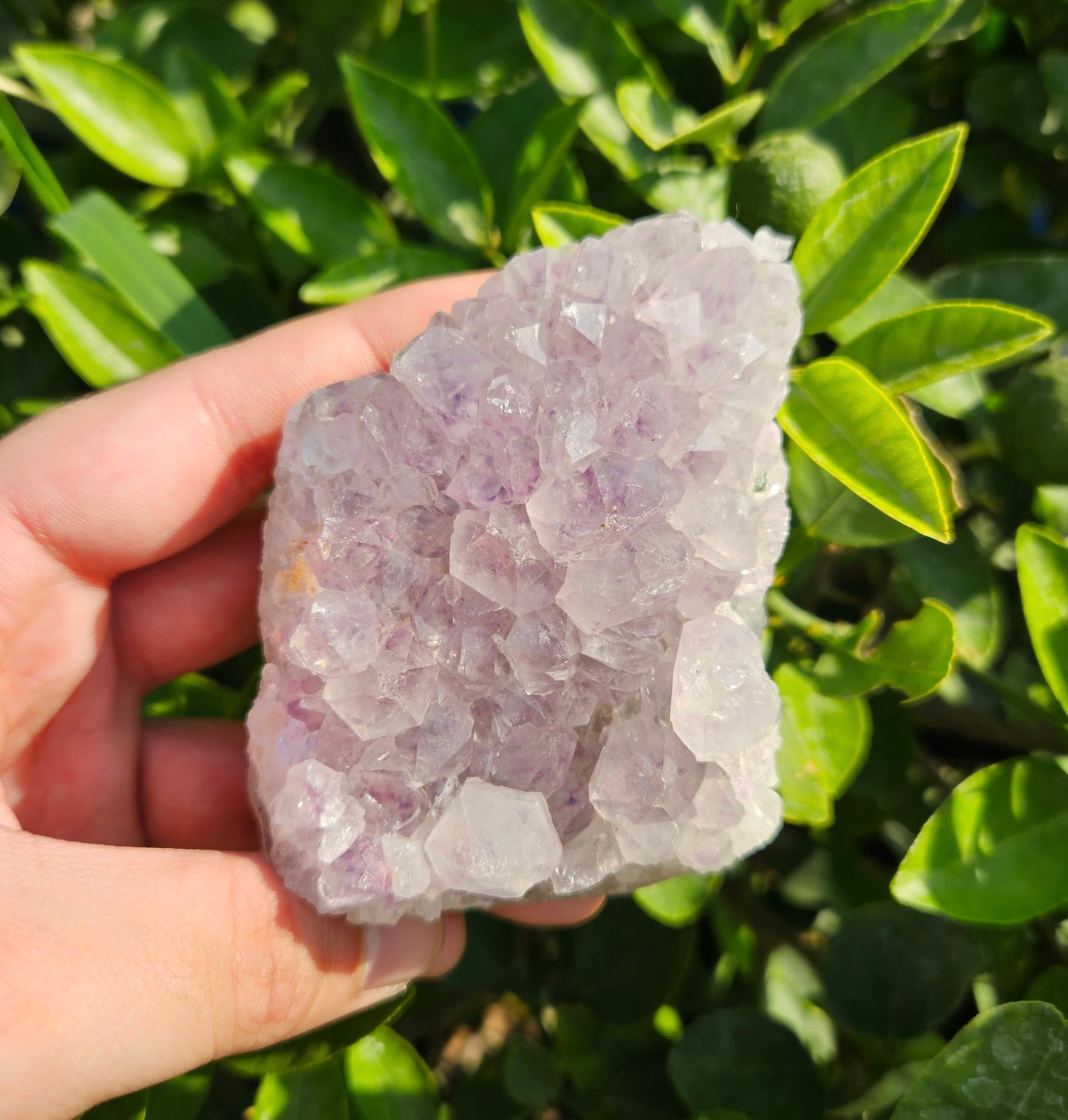 Amethyst cluster 248g