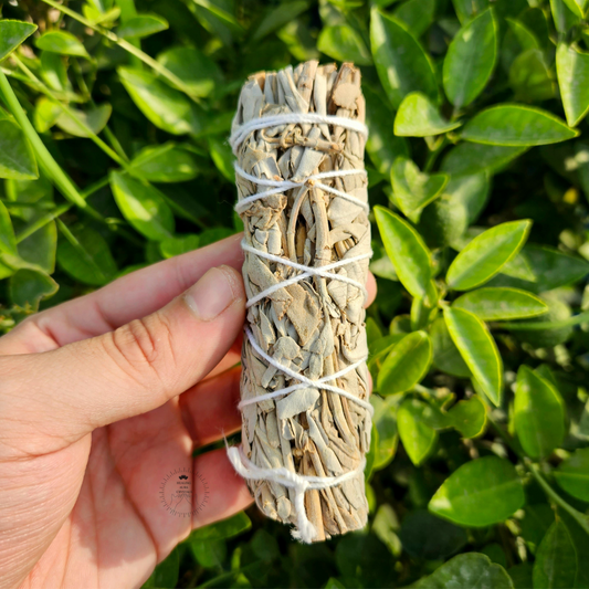 California White Sage