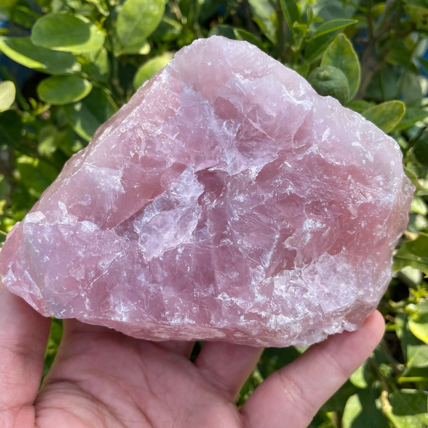 Rose Quartz Raw 662g - Premium Quality