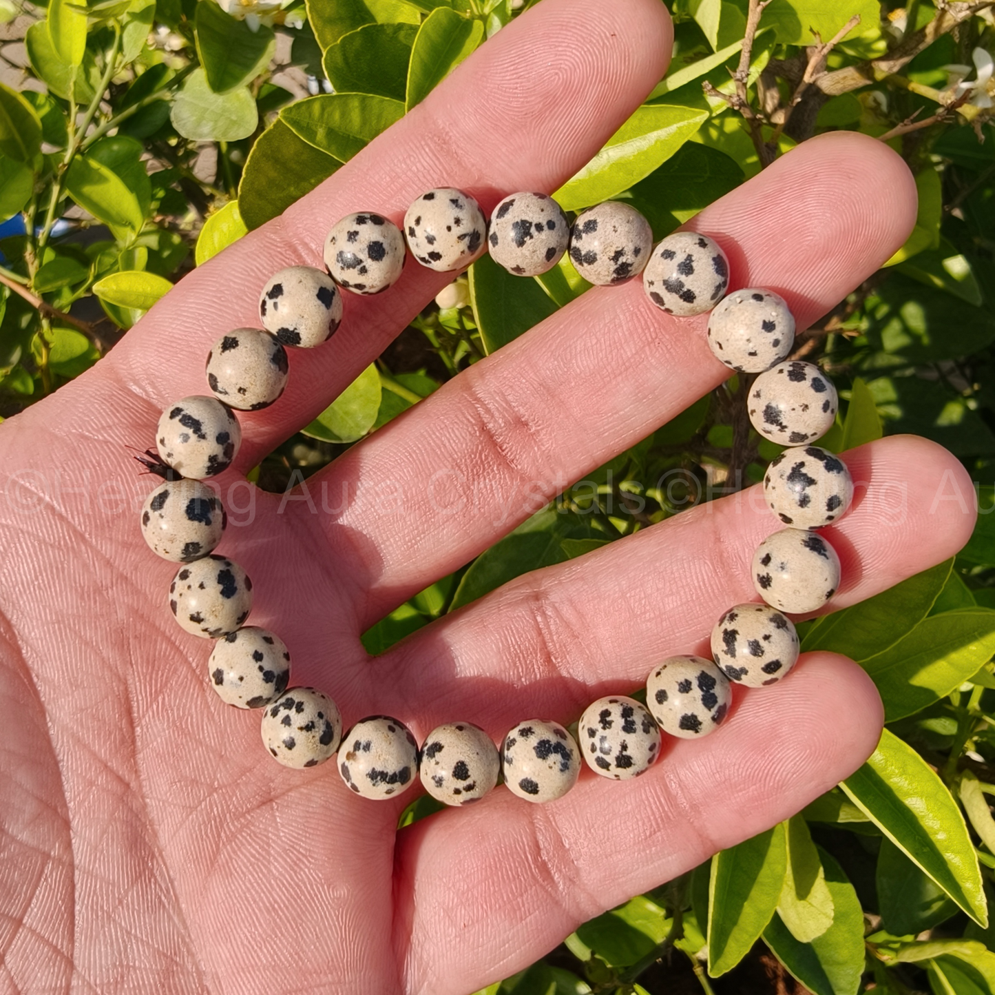 Dalmatian Jasper Bracelet (8mm)