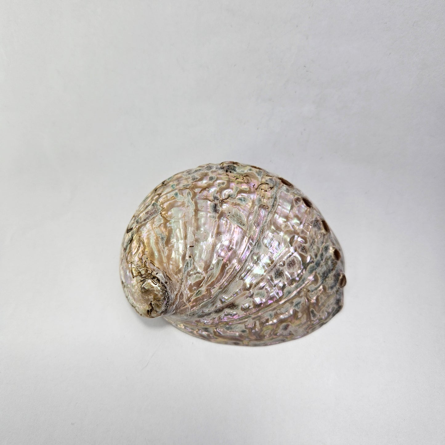 Abalone Shell | Sage Holder | Crystal Storage